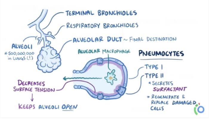 Go Beyond Medical Lectures Learn Better by Osmosis 